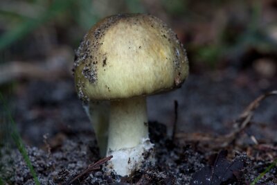 Gefährlich: So erkennt man den Grünen Knollenblätterpilz - Besonders giftig: der Grüne Knollenblätterpilz (Amanita phalloides).