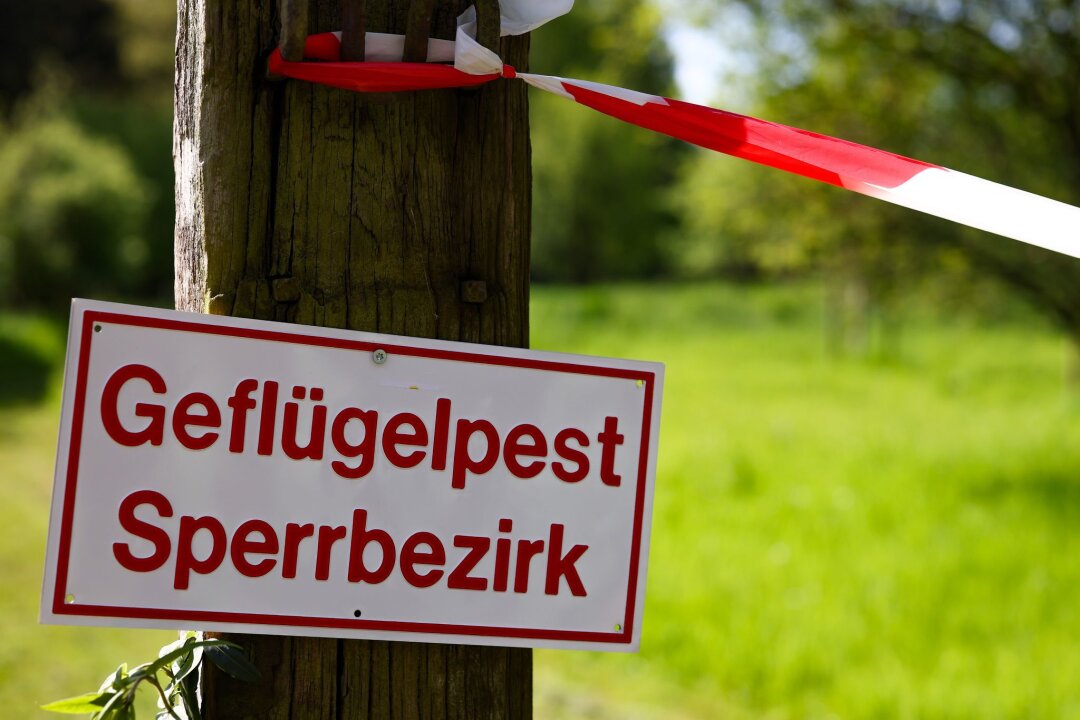 Gefahr gebannt: Stallpflicht für Geflügel im Vogtland endet - Die nach einem Ausbruch der Vogelgrippe in Teilen des Vogtlandes verhängte Stallpflicht wird wieder aufgehoben. (Archivbild) 