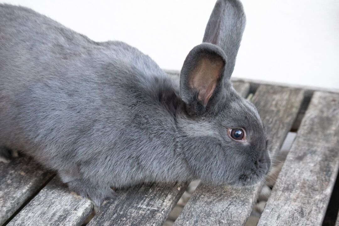 Gemeinschaftsschau der Rassekaninchenzüchter von Taura und Köthensdorf - Bei der diesjährigen Schau werden insgesamt 93 Tiere präsentiert, die von 19 Züchtern und drei Jugendzüchtern ausgestellt werden.