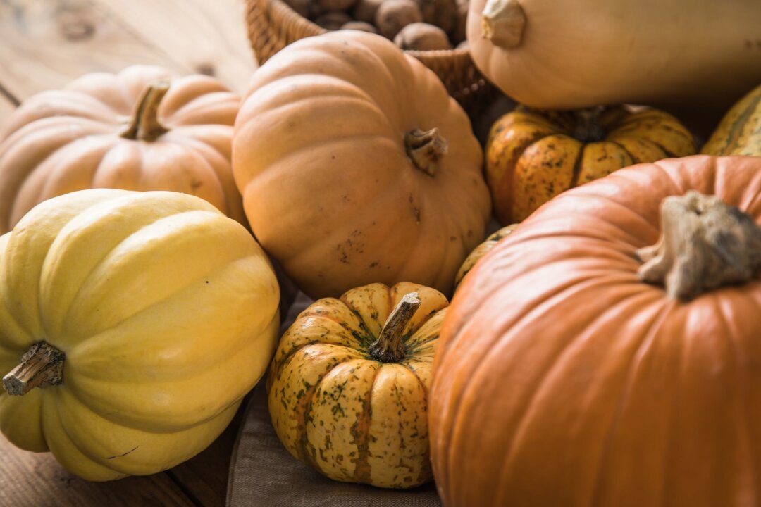 Gesunde Riesenfrucht: Die 10 wichtigsten Dinge über Kürbis - Bunte Vielfalt: Viele der über hundert Kürbissorten sind essbar.