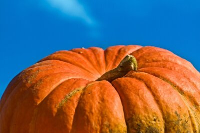 Gesunde Riesenfrucht: Die 10 wichtigsten Dinge über Kürbis - Gigantische Rekordmeister: Manche Kürbisse räumen sogar Preise ab.