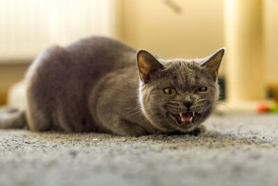 Gewinnerfotos: Das sind eure schönsten Katzenbilder - Maya aus Zschopau ist hier nicht nach Kuscheln zu Mute. 