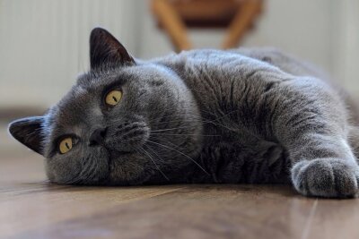 Gewinnerfotos: Das sind eure schönsten Katzenbilder - Der 8-jährige Monty aus Chemnitz beeindruckt mit seinen großen Augen.