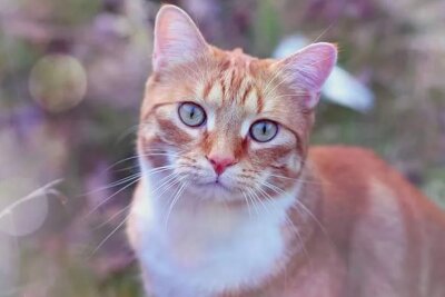 Gewinnerfotos: Das sind eure schönsten Katzenbilder - Mautzi aus Hartmannsdorf ist bekannt dafür auch manchmal Blödsinn anzustellen.