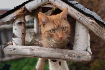 Gewinnerfotos: Das sind eure schönsten Katzenbilder - Charlie aus Chemnitz hat beim Erkunden ein kleines Häuschen gefunden, doch scheinbar hat er verkannt, dass es kein Katzenhaus ist.