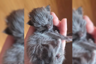 Gewinnerfotos: Das sind eure schönsten Katzenbilder - Blue aus Bockau war gerade einmal 7 Tage alt, als die Babymieze zum Katzenwettbewerb eingereicht wurde. Sie lässt auch eure Herzen höher schlagen.