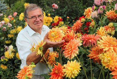 Großer Bahnhof beim Schreiersgrüner Dahlienzüchter - Frank Hofmann lässt sich immer wieder aufs Neue von der blühenden Pracht der Dahlien inspirieren. Foto: Thomas Voigt