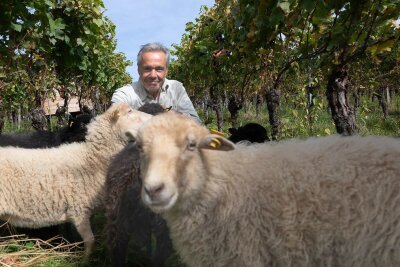 Hannes Jaenicke: "Man muss gewisse Konzerne und auch die Politik konsequent verklagen" - In einem Weinberg lernt Hannes Jaenicke, wie Zwergschafe beim biologischen Weinanbau helfen. 