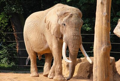 Hautnah bei den Tieren: Ein Besuch im Dresdner Zoo - Afrikanische Elefanten gehören zu dem absoluten Highlight der meisten Besucher. Foto: Maik Bohn