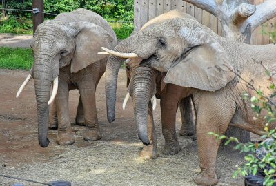 Hautnah bei den Tieren: Ein Besuch im Dresdner Zoo - Afrikanische Elefanten gehören zu dem absoluten Highlight der meisten Besucher. Foto: Maik Bohn