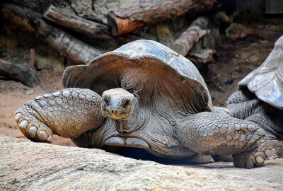 Hautnah bei den Tieren: Ein Besuch im Dresdner Zoo - Auch eine Riesenschildkröte gibt es zu sehen. Foto: Maik Bohn