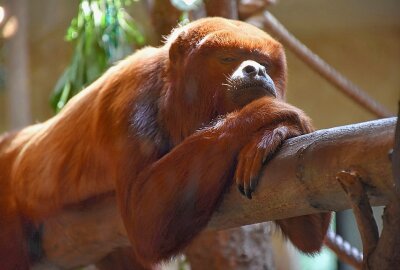 Hautnah bei den Tieren: Ein Besuch im Dresdner Zoo - Man findet 1074 Tiere im Dresdner Zoo. Foto: Maik Bohn