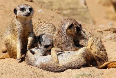 Hautnah bei den Tieren: Ein Besuch im Dresdner Zoo - Man findet 1074 Tiere im Dresdner Zoo. Foto: Maik Bohn