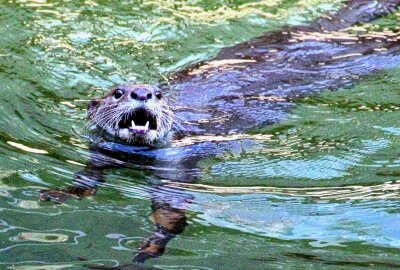 Hautnah bei den Tieren: Ein Besuch im Dresdner Zoo - Die Fischotter sind schon sehr aktiv. Foto: Maik Bohn