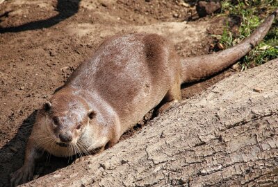 Hautnah bei den Tieren: Ein Besuch im Dresdner Zoo - Die Fischotter sind schon sehr aktiv. Foto: Maik Bohn