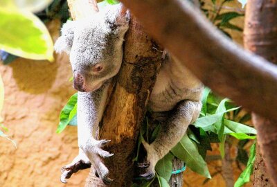 Hautnah bei den Tieren: Ein Besuch im Dresdner Zoo - Auch Koalas gibt es im Dresdner Zoo. Foto: Maik Bohn