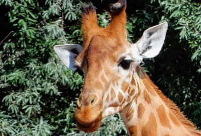 Hautnah bei den Tieren: Ein Besuch im Dresdner Zoo - Die Giraffen kann man aus nächster Nähe sehen. Foto: Maik Bohn