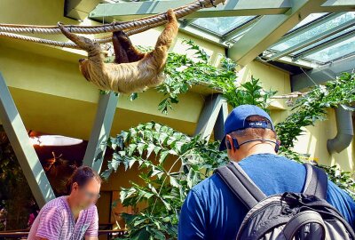 Hautnah bei den Tieren: Ein Besuch im Dresdner Zoo - Besucher können auch dabei zusehen, wie Faultiere sich an Seilen hangeln. Foto: Maik Bohn