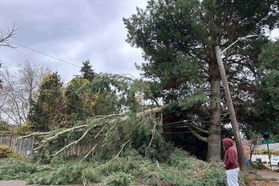 Heftiger Sturm an US-Westküste - Hunderttausende ohne Strom - Heftige Winde ließen im US-Bundesstaat Washington Bäume umstürzen. 