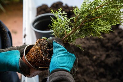 Herbst im Garten: Zeit zum Ernten und Pflanzen - Nicht nur Erntezeit: Der Herbst ist die ideale Jahreszeit, um Gehölze zu pflanzen.