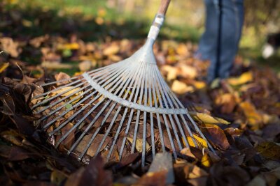 Herbst im Garten: Zeit zum Ernten und Pflanzen - Damit die Gräser keinen Schaden nehmen, sollte Laub auf dem Rasen zusammengeharkt werden.