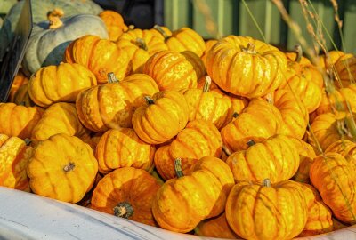 Herbsthighlight bei Karls: Kürbis-Zeit und Grusel-Oktober gleichzeitig erleben - Einen großen Kürbismarkt gibt es zu Bestaunen. Foto: Lenny Marvin Turzer