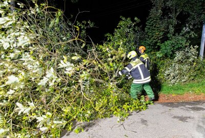 Herbststurm im Erzgebirge: Sturmböen entwurzeln Bäume auf Bundesstraße - Das Sturmtief "Constanze" zieht derzeit über Sachsen. Foto: André März