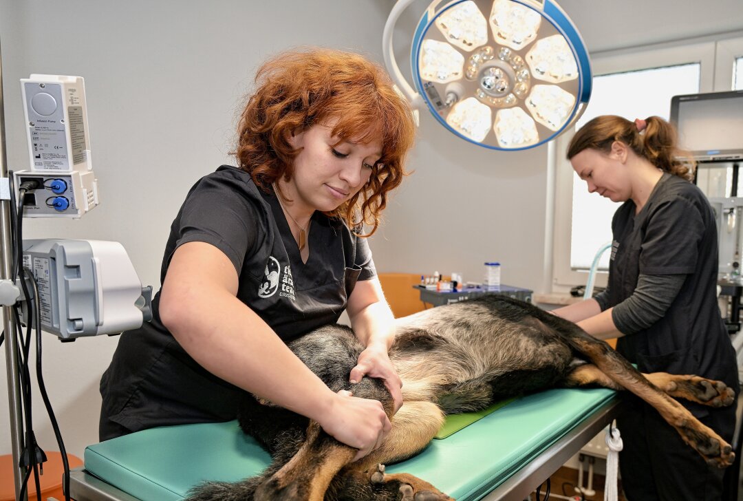 Hier gehts um "Ein gesünderes Leben für Tiere" - Tierärztin Stephanie Brand bei der Untersuchung eines Hundes. Hinten Tierärztin Dr. Ulrike Schulz. Foto: Ralf Wendland