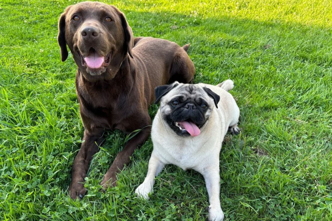 Hier sind die Gewinner vom Fotowettbewerb "Hundeliebe" - Das putzige Bild von Balu und Jack aus Chemnitz hat es in euer Herz geschafft. Der Labrador und der Mops haben 222 Herzchen von euch erhalten und landet auf Platz 2.