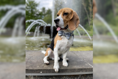 Hier sind die Gewinner vom Fotowettbewerb "Hundeliebe" - Beagle Uli aus Bad Elster gewinnt den Fotowettbewerb mit unglaublichen 242 Votes! Der 2-jährige Hund liebt es zu spielen, zu baden und Eis zu essen. 