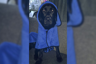 Hier sind die Gewinner vom Fotowettbewerb "Hundeliebe" - Labrador Retriever Ole aus Annaberg-Buchholz liebt das Schwimmen, Wandern, Essen und am liebsten das Ballspielen. Wenn er seinen Hundeblick aufsetzt bekommt er fast immer ein Leckerli.