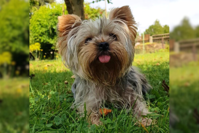 Hier sind die Gewinner vom Fotowettbewerb "Hundeliebe" - Finchen (3) aus Chemnitz liebt es im Garten Ball zu spielen und sich danach auszuruhen.