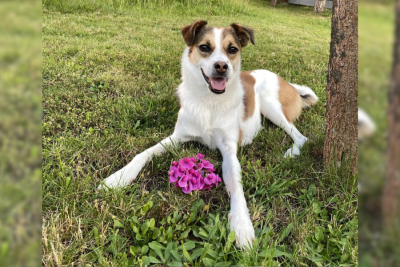 Hier sind die Gewinner vom Fotowettbewerb "Hundeliebe" - Auf Platz drei landet Foxy aus Mühlau. Die Hundedame liebt es Grashüpfer zu jagen, Leckerlis abzustauben und Hunde-Freunde zu treffen. Außerdem ist sie sehr verkuschelt. 