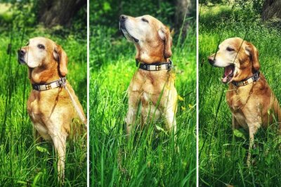 Hier sind die Gewinner vom Fotowettbewerb "Hundeliebe" - Golden-Retriever Sammy (15) aus Chemnitz hat ein Lieblingshobby: Schnüffeln. Aber auch das Ausspionieren der Nachbarschaft vom Balkon aus, liebt er. en