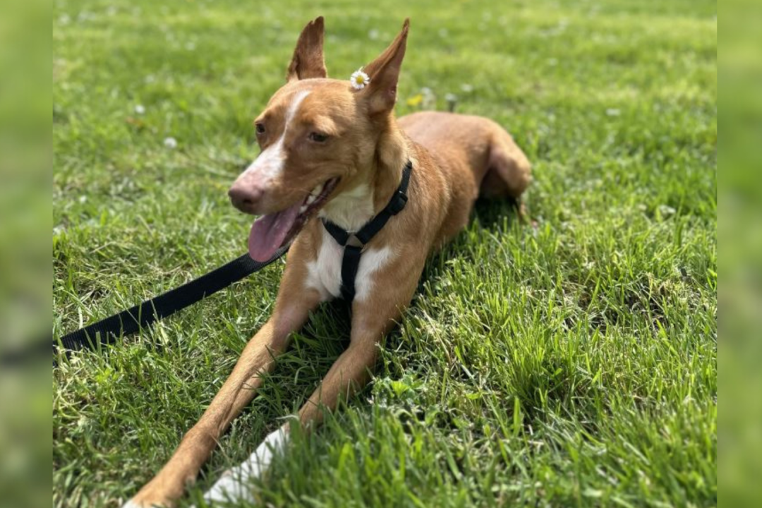 Hier sind die "Mein Haustier im Sommer" Gewinnerfotos - Hund Felix (5) aus Plauen gewinnt mit  163 Votes den Fotowettbewerb. Felix liebt es mit Frauchen Maxi wandern zu gehen und tolle Fotos zu machen. Und das war sehr erfolgreich, wie Felix mit einem Gänseblümchen hinterm Ohr chillig im Gras liegt.