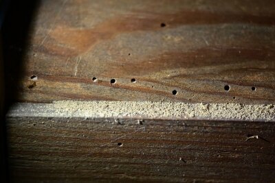 Hilfe, frisst der Holzwurm meine Möbel? - Ist da der Wurm drin? Prüfen Sie gebrauchte Holzmöbel auf kleine Löcher. Sonst holen Sie sich womöglich unerwünschte Insekten nach Hause.