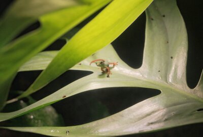 Himmelblauer Nachwuchs im Chemnitzer Tierpark - Erster Nachwuchs im Chemnitzer Tierpark: Zwei Jungtiere der seltenen Himmelblauen Zwergtaggeckos sind im Tropenhaus zu sehen. Foto: Jan Klösters