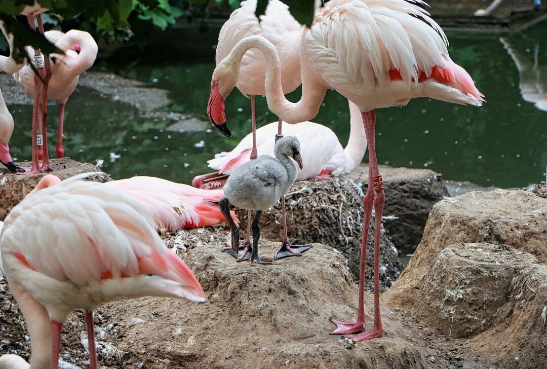 Homosexuelle Tiere: Chemnitz Tierpark bietet besondere Führungen an - Auch bei Trampeltieren oder Flamingos sind homosexuelle Pärchen keine Seltenheit. Fotos: Tierpark Chemnitz/Jan Klösters