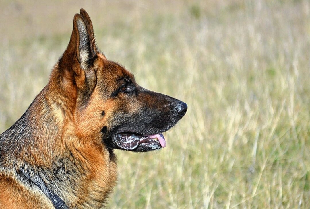 Hund "Abigail" gestohlen: Verzweifelte Suche in Auerbach - Symbolbild. Foto: pixabay/Hans Kemperman
