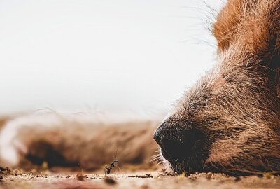 Hund in Werdau überfahren: Fahrer flieht von Unfallort - Hund in Werdau überfahren und tödlich verletzt. Symbolbild: pixabay/andarapz