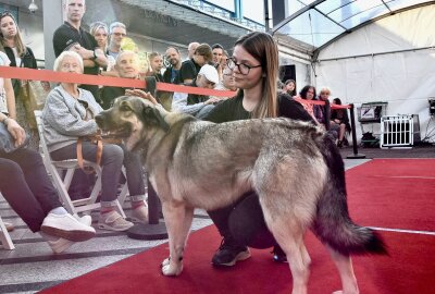 Hunde in den Mittelpunkt gerückt im Chemnitz-Center - Steffi Hofmann