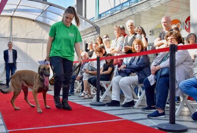 Hunde in den Mittelpunkt gerückt im Chemnitz-Center - Der Tierschutzverein Chemnitz und Umgebung, der Tierschutzverein Hohenstein-Ernstthal/Tierheim Langenberg und der Pfotenhilfe Tierschutzverein suchen für zahlreiche Hunde - vom Mischling bis zum Husky - liebevolle neue Besitzer. Foto: Steffi Hofmann