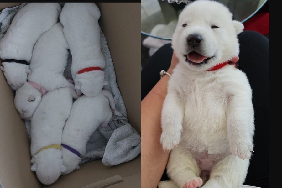 Hundewelpen auf Rastplatz in Leipzig ausgesetzt - Tierhebamme aus Zwickau rettet Leben - Mehrere kleine Welpen wurden herzlos an einem Rastplatz in Leipzig ausgesetzt. Allein und schutzlos, ohne die Chance, so zu überleben.