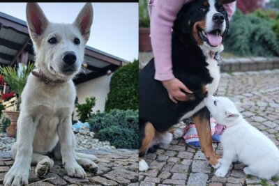 Hundewelpen auf Rastplatz in Leipzig ausgesetzt - Tierhebamme aus Zwickau rettet Leben - Somit konnten die Welpen liebevoll aufwachsen und erhielten so die Chance auf ein besseres Leben.