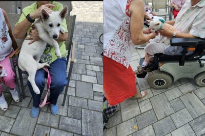 Hundewelpen auf Rastplatz in Leipzig ausgesetzt - Tierhebamme aus Zwickau rettet Leben - Einige Welpen waren schon mit zu Besuch in einem Pflegeheim.Die kleinen Hunde begeisterten sowohl die Bewohner als auch die Betreuerinnen.