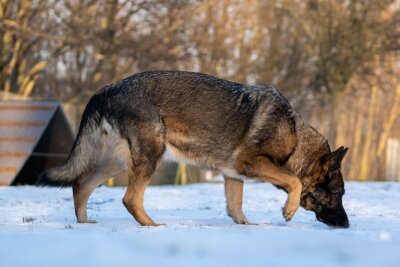 "Ich bin Cora und ich suche ein tolles Zuhause" - Cora wurde ins Tierheim gegeben, weil ihre Besitzerin mit ihr überfordert war. Sie braucht weiteres Training. 