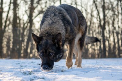 "Ich bin Cora und ich suche ein tolles Zuhause" - Cora wurde ins Tierheim gegeben, weil ihre Besitzerin mit ihr überfordert war. Sie braucht weiteres Training. 