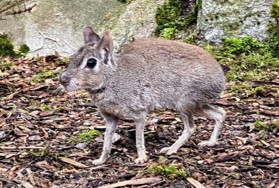 Im Auer Zoo der Minis sind die Zwergmaras zuhause - Im Auer Zoo der Minis sind auch Zwergmaras zuhause. Foto: Ralf Wendland