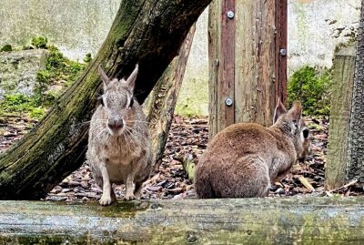 Im Auer Zoo der Minis sind die Zwergmaras zuhause - Im Auer Zoo der Minis sind auch Zwergmaras zuhause. Foto: Ralf Wendland