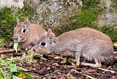 Im Auer Zoo der Minis sind die Zwergmaras zuhause - Im Auer Zoo der Minis sind auch Zwergmaras zuhause. Foto: Ralf Wendland